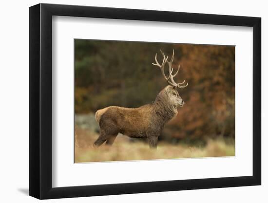 Red Deer (Cervus Elaphus) Dominant Stag at Rut, Bradgate Park, Leicestershire, England, UK-Danny Green-Framed Photographic Print