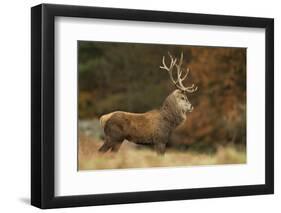 Red Deer (Cervus Elaphus) Dominant Stag at Rut, Bradgate Park, Leicestershire, England, UK-Danny Green-Framed Photographic Print