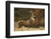 Red Deer (Cervus Elaphus) Dominant Stag at Rut, Bradgate Park, Leicestershire, England, UK-Danny Green-Framed Photographic Print