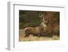 Red Deer (Cervus Elaphus) Dominant Stag at Rut, Bradgate Park, Leicestershire, England, UK-Danny Green-Framed Photographic Print