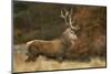 Red Deer (Cervus Elaphus) Dominant Stag at Rut, Bradgate Park, Leicestershire, England, UK-Danny Green-Mounted Photographic Print