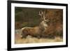 Red Deer (Cervus Elaphus) Dominant Stag at Rut, Bradgate Park, Leicestershire, England, UK-Danny Green-Framed Photographic Print