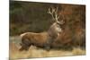 Red Deer (Cervus Elaphus) Dominant Stag at Rut, Bradgate Park, Leicestershire, England, UK-Danny Green-Mounted Photographic Print