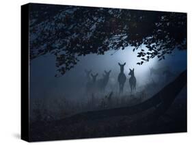 Red Deer, Cervus Elaphus, Gathering on a Misty Morning-Alex Saberi-Stretched Canvas