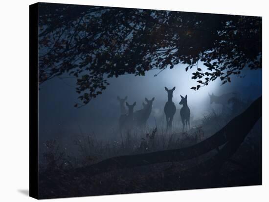 Red Deer, Cervus Elaphus, Gathering on a Misty Morning-Alex Saberi-Stretched Canvas