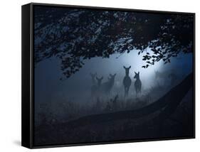 Red Deer, Cervus Elaphus, Gathering on a Misty Morning-Alex Saberi-Framed Stretched Canvas