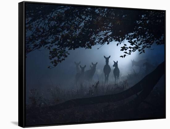 Red Deer, Cervus Elaphus, Gathering on a Misty Morning-Alex Saberi-Framed Stretched Canvas