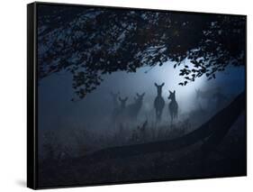 Red Deer, Cervus Elaphus, Gathering on a Misty Morning-Alex Saberi-Framed Stretched Canvas