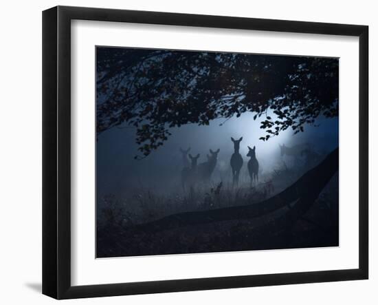 Red Deer, Cervus Elaphus, Gathering on a Misty Morning-Alex Saberi-Framed Premium Photographic Print