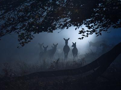https://imgc.allpostersimages.com/img/posters/red-deer-cervus-elaphus-gathering-on-a-misty-morning_u-L-PHUE610.jpg?artPerspective=n