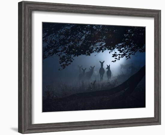 Red Deer, Cervus Elaphus, Gathering on a Misty Morning-Alex Saberi-Framed Photographic Print