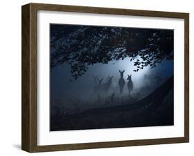 Red Deer, Cervus Elaphus, Gathering on a Misty Morning-Alex Saberi-Framed Photographic Print