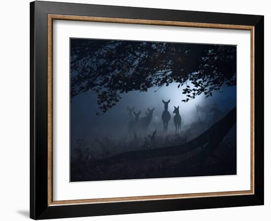 Red Deer, Cervus Elaphus, Gathering on a Misty Morning-Alex Saberi-Framed Photographic Print