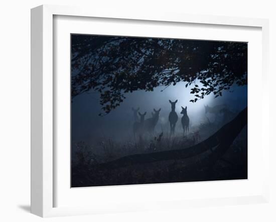 Red Deer, Cervus Elaphus, Gathering on a Misty Morning-Alex Saberi-Framed Photographic Print