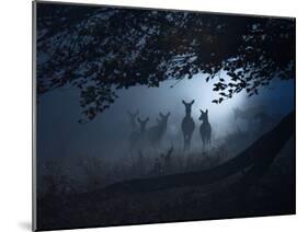 Red Deer, Cervus Elaphus, Gathering on a Misty Morning-Alex Saberi-Mounted Photographic Print