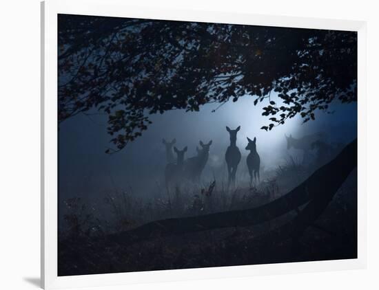 Red Deer, Cervus Elaphus, Gathering on a Misty Morning-Alex Saberi-Framed Photographic Print