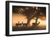 Red Deer, Cervus Elaphus, Graze in the Early Morning Mists of Richmond Park-Alex Saberi-Framed Photographic Print