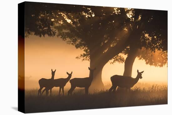 Red Deer, Cervus Elaphus, Graze in the Early Morning Mists of Richmond Park-Alex Saberi-Stretched Canvas