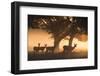 Red Deer, Cervus Elaphus, Graze in the Early Morning Mists of Richmond Park-Alex Saberi-Framed Photographic Print