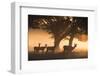 Red Deer, Cervus Elaphus, Graze in the Early Morning Mists of Richmond Park-Alex Saberi-Framed Photographic Print