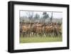 Red Deer (Cervus Elaphus) Herd, Oostvaardersplassen, Netherlands, June 2009-Hamblin-Framed Photographic Print