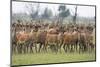 Red Deer (Cervus Elaphus) Herd, Oostvaardersplassen, Netherlands, June 2009-Hamblin-Mounted Photographic Print
