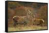 Red Deer (Cervus Elaphus) Hind and Young Calf, Bradgate Park, Leicestershire, England, UK, November-Danny Green-Framed Stretched Canvas