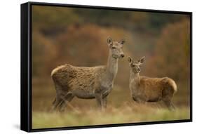 Red Deer (Cervus Elaphus) Hind and Young Calf, Bradgate Park, Leicestershire, England, UK, November-Danny Green-Framed Stretched Canvas