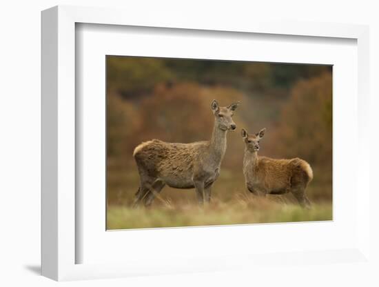 Red Deer (Cervus Elaphus) Hind and Young Calf, Bradgate Park, Leicestershire, England, UK, November-Danny Green-Framed Photographic Print