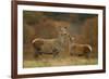 Red Deer (Cervus Elaphus) Hind and Young Calf, Bradgate Park, Leicestershire, England, UK, November-Danny Green-Framed Photographic Print