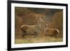 Red Deer (Cervus Elaphus) Hind and Young Calf, Bradgate Park, Leicestershire, England, UK, November-Danny Green-Framed Photographic Print