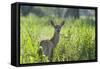 Red Deer (Cervus Elaphus) Hind in Vegetation, Oostvaardersplassen, Netherlands, June 2009-Hamblin-Framed Stretched Canvas