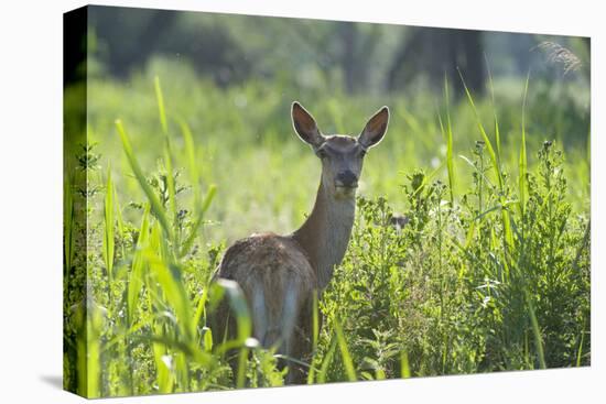 Red Deer (Cervus Elaphus) Hind in Vegetation, Oostvaardersplassen, Netherlands, June 2009-Hamblin-Stretched Canvas