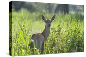 Red Deer (Cervus Elaphus) Hind in Vegetation, Oostvaardersplassen, Netherlands, June 2009-Hamblin-Stretched Canvas