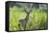 Red Deer (Cervus Elaphus) Hind in Vegetation, Oostvaardersplassen, Netherlands, June 2009-Hamblin-Framed Stretched Canvas