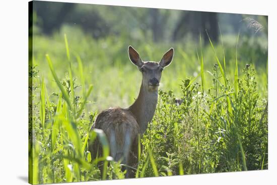 Red Deer (Cervus Elaphus) Hind in Vegetation, Oostvaardersplassen, Netherlands, June 2009-Hamblin-Stretched Canvas