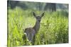 Red Deer (Cervus Elaphus) Hind in Vegetation, Oostvaardersplassen, Netherlands, June 2009-Hamblin-Stretched Canvas