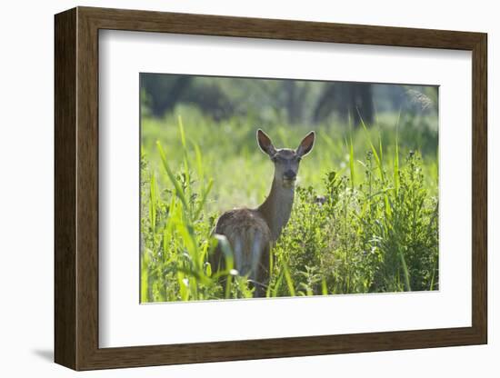 Red Deer (Cervus Elaphus) Hind in Vegetation, Oostvaardersplassen, Netherlands, June 2009-Hamblin-Framed Photographic Print