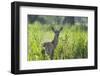 Red Deer (Cervus Elaphus) Hind in Vegetation, Oostvaardersplassen, Netherlands, June 2009-Hamblin-Framed Photographic Print