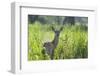 Red Deer (Cervus Elaphus) Hind in Vegetation, Oostvaardersplassen, Netherlands, June 2009-Hamblin-Framed Photographic Print