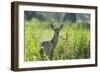 Red Deer (Cervus Elaphus) Hind in Vegetation, Oostvaardersplassen, Netherlands, June 2009-Hamblin-Framed Photographic Print