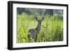 Red Deer (Cervus Elaphus) Hind in Vegetation, Oostvaardersplassen, Netherlands, June 2009-Hamblin-Framed Photographic Print