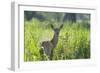 Red Deer (Cervus Elaphus) Hind in Vegetation, Oostvaardersplassen, Netherlands, June 2009-Hamblin-Framed Photographic Print