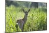 Red Deer (Cervus Elaphus) Hind in Vegetation, Oostvaardersplassen, Netherlands, June 2009-Hamblin-Mounted Photographic Print