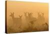 Red Deer (Cervus Elaphus) Hinds in Mist at Sunrise, Bushy Park, London, UK, October-Terry Whittaker-Stretched Canvas