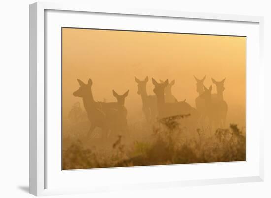 Red Deer (Cervus Elaphus) Hinds in Mist at Sunrise, Bushy Park, London, UK, October-Terry Whittaker-Framed Photographic Print