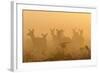 Red Deer (Cervus Elaphus) Hinds in Mist at Sunrise, Bushy Park, London, UK, October-Terry Whittaker-Framed Photographic Print