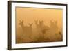 Red Deer (Cervus Elaphus) Hinds in Mist at Sunrise, Bushy Park, London, UK, October-Terry Whittaker-Framed Photographic Print