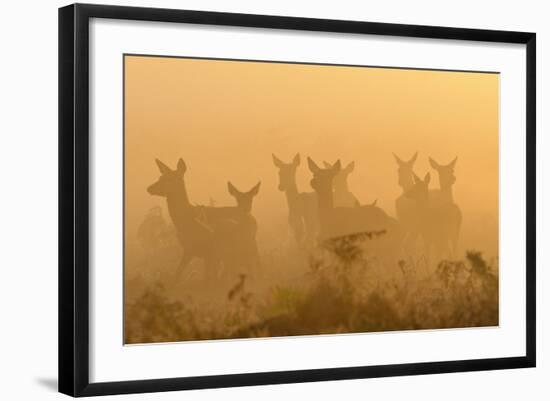 Red Deer (Cervus Elaphus) Hinds in Mist at Sunrise, Bushy Park, London, UK, October-Terry Whittaker-Framed Photographic Print