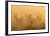 Red Deer (Cervus Elaphus) Hinds in Mist at Sunrise, Bushy Park, London, UK, October-Terry Whittaker-Framed Photographic Print